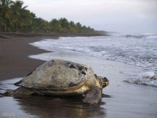 Tortue sur une plage de sable noir à Tortuguero au Costa Rica 